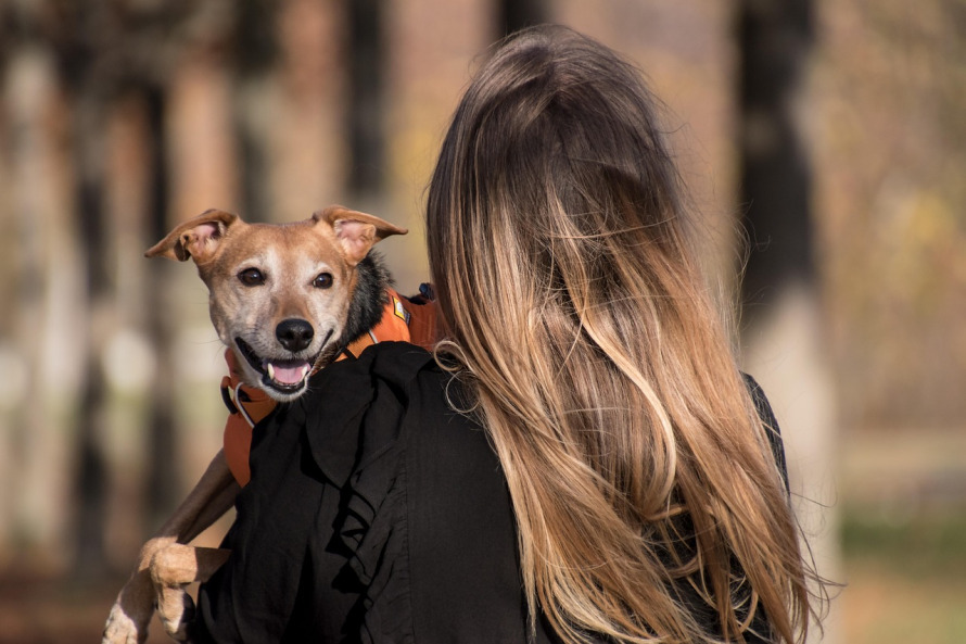 veterinarian with pet owner